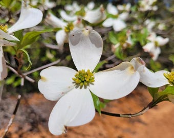 Florida Dogwood | 5 Seeds | Cornus florida | Native Tree | Gulf Coast Eco-type | Wildlife | Chill Hill Farms