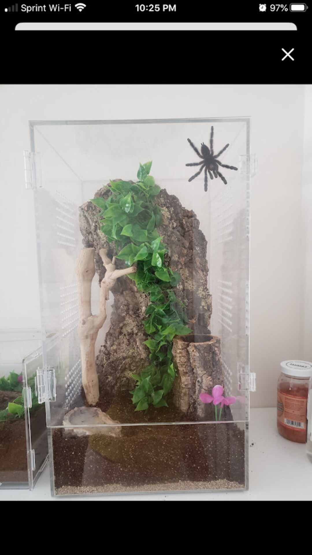 Arboreal Tarantula Habitat Etsy