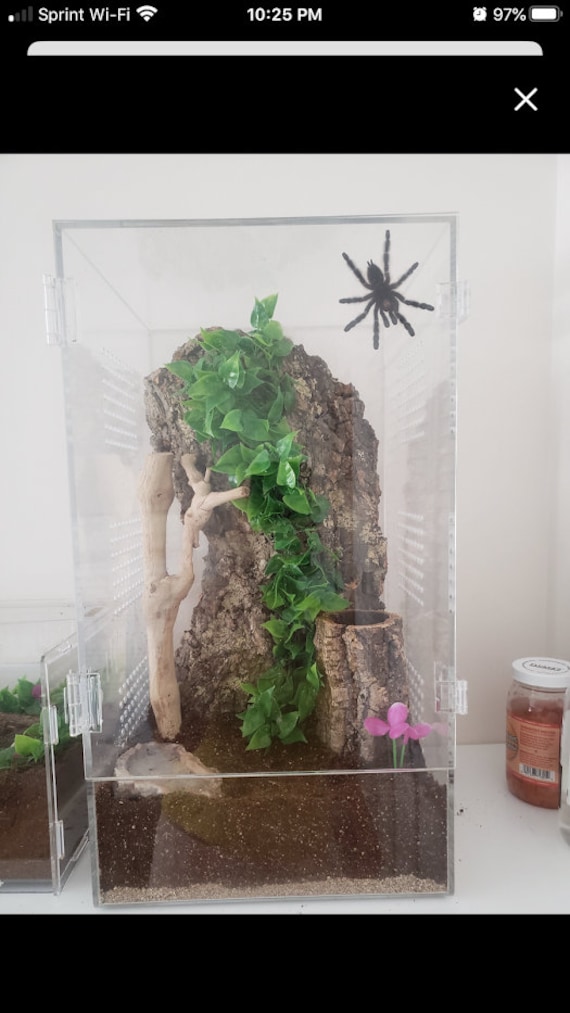 Arboreal Tarantula Enclosure