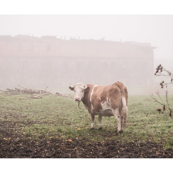 Kuh im Nebel/ Cow in the fog