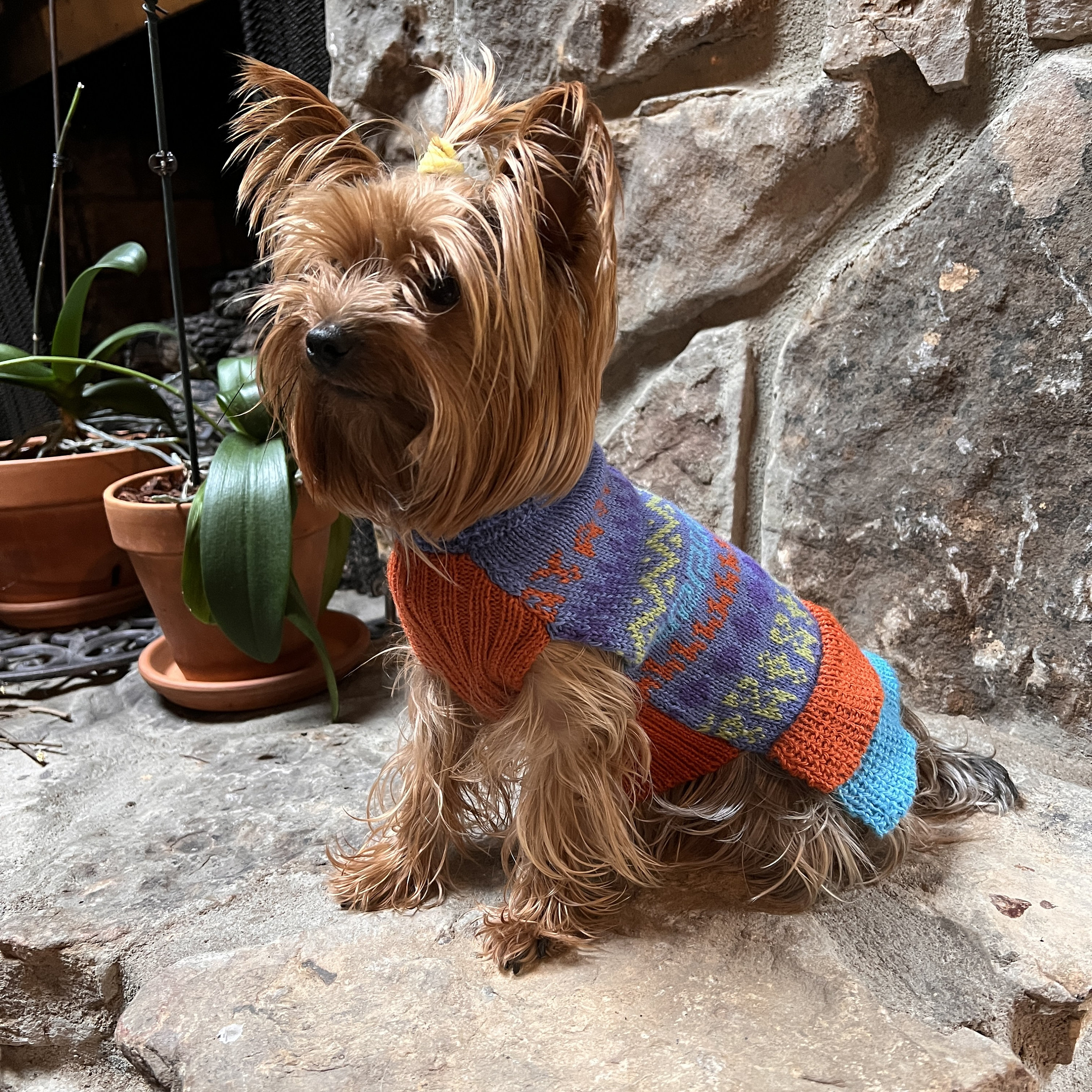 Inexpensive dog sale sweaters