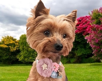 May include: A small brown and tan Yorkshire Terrier dog wearing a light blue dog collar with a pink and white flower embellishment.