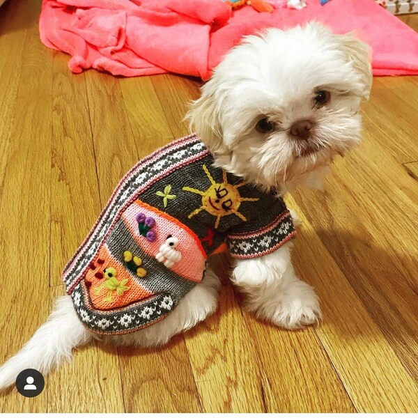 Size 0. Peruvian Dog Sweater with handmade designs. Yorkshire terriers, Maltese, Morkies, Frenchies, chihuahua, pom and other small breeds.