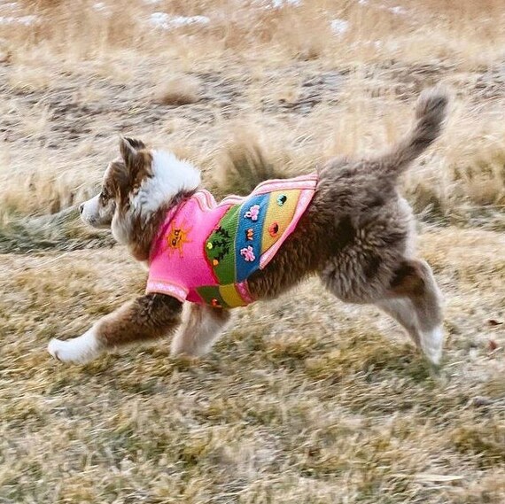 boxer dog sweater size