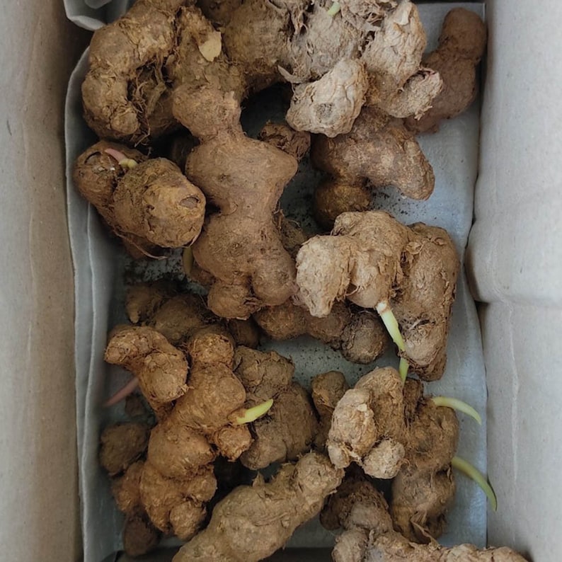 Black Ginger plant Krachai Dam Kaempferia PARVIFLORA 8 Etsy