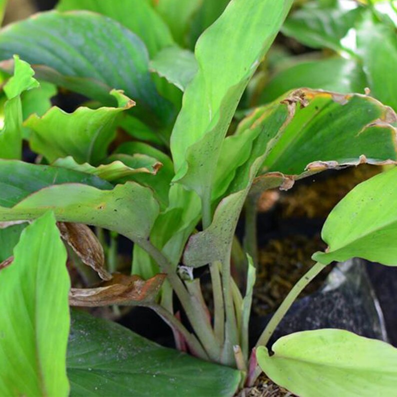 Black Ginger Plant Krachai Dam Kaempferia PARVIFLORA 10 Bulbs Etsy