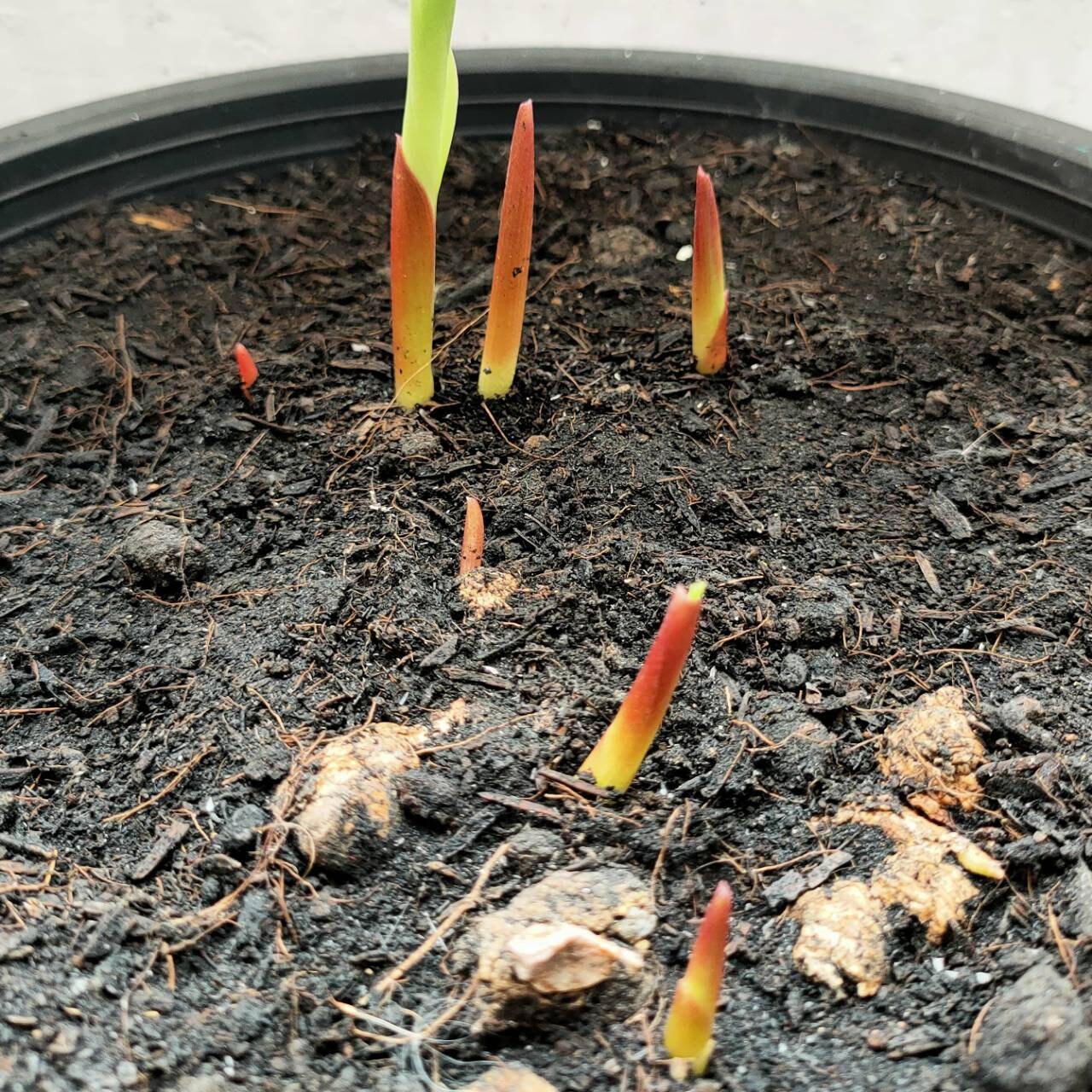 Black Ginger Plant Krachai Dam Kaempferia PARVIFLORA 10 Bulbs Etsy UK