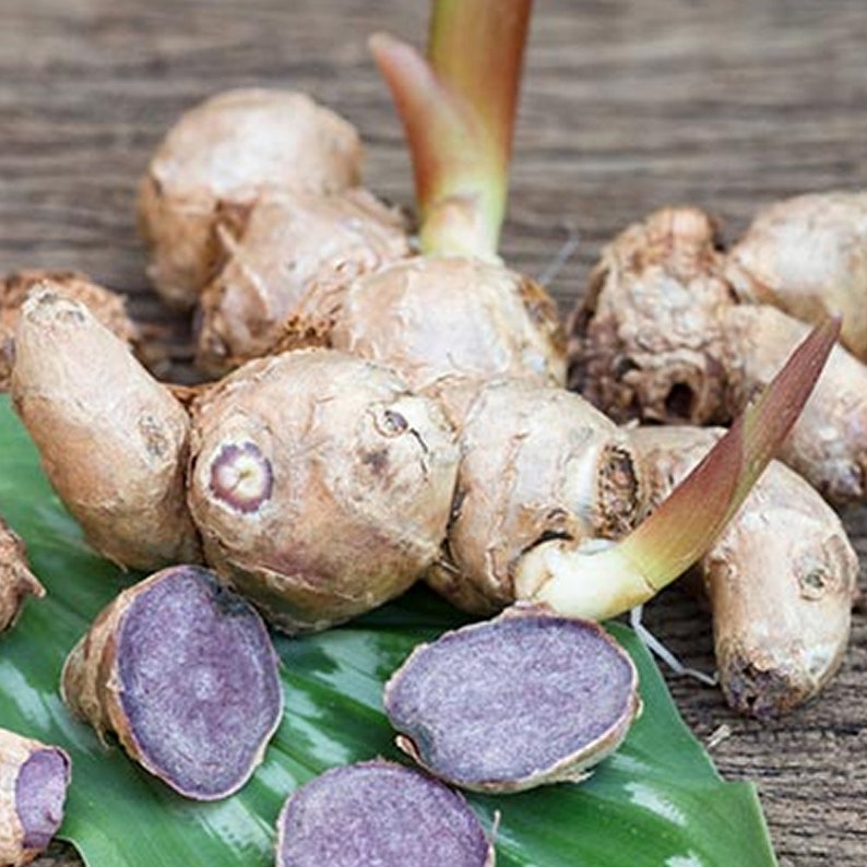 8 Bulbs Black Ginger plantKaempferia PARVIFLORA Krachai Thai Etsy