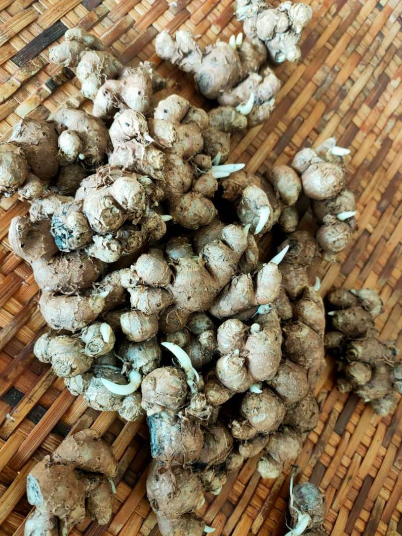 Black Ginger Plant Krachai Dam Kaempferia PARVIFLORA 10 Bulbs Etsy Australia