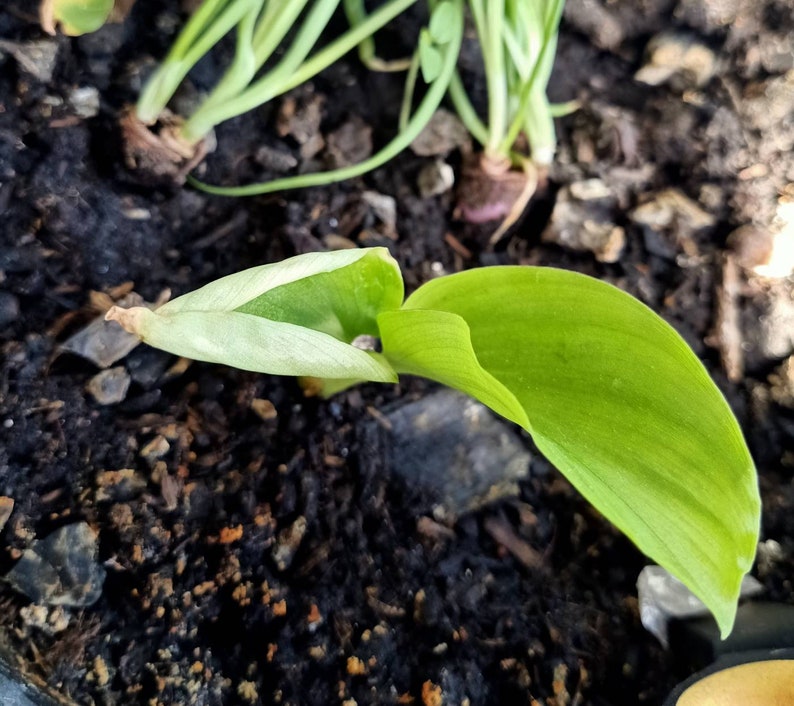 Black Ginger plant Krachai Dam Kaempferia PARVIFLORA 8 Etsy