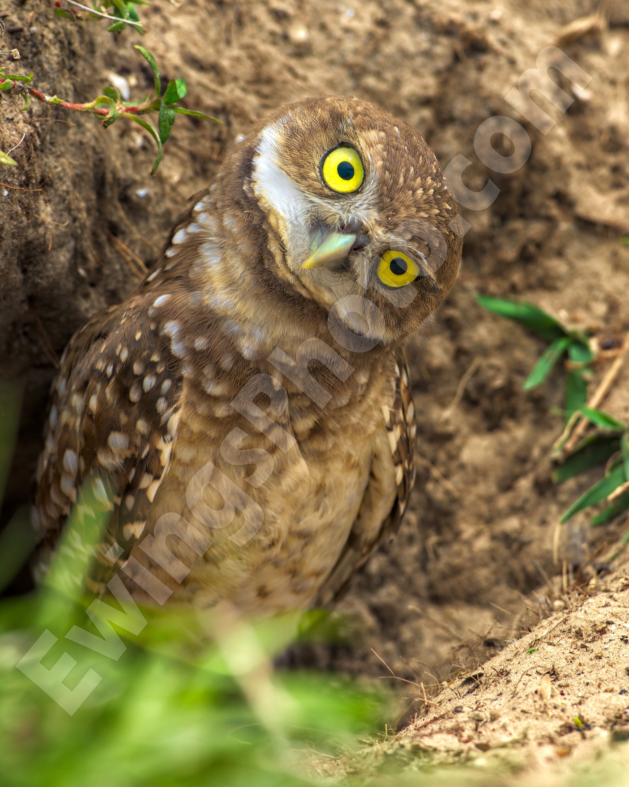 Burrowing Owl of Florida, Strange Look, Bright Yellow Eyes, Fine Art Print, Curious and Cute, Kids L