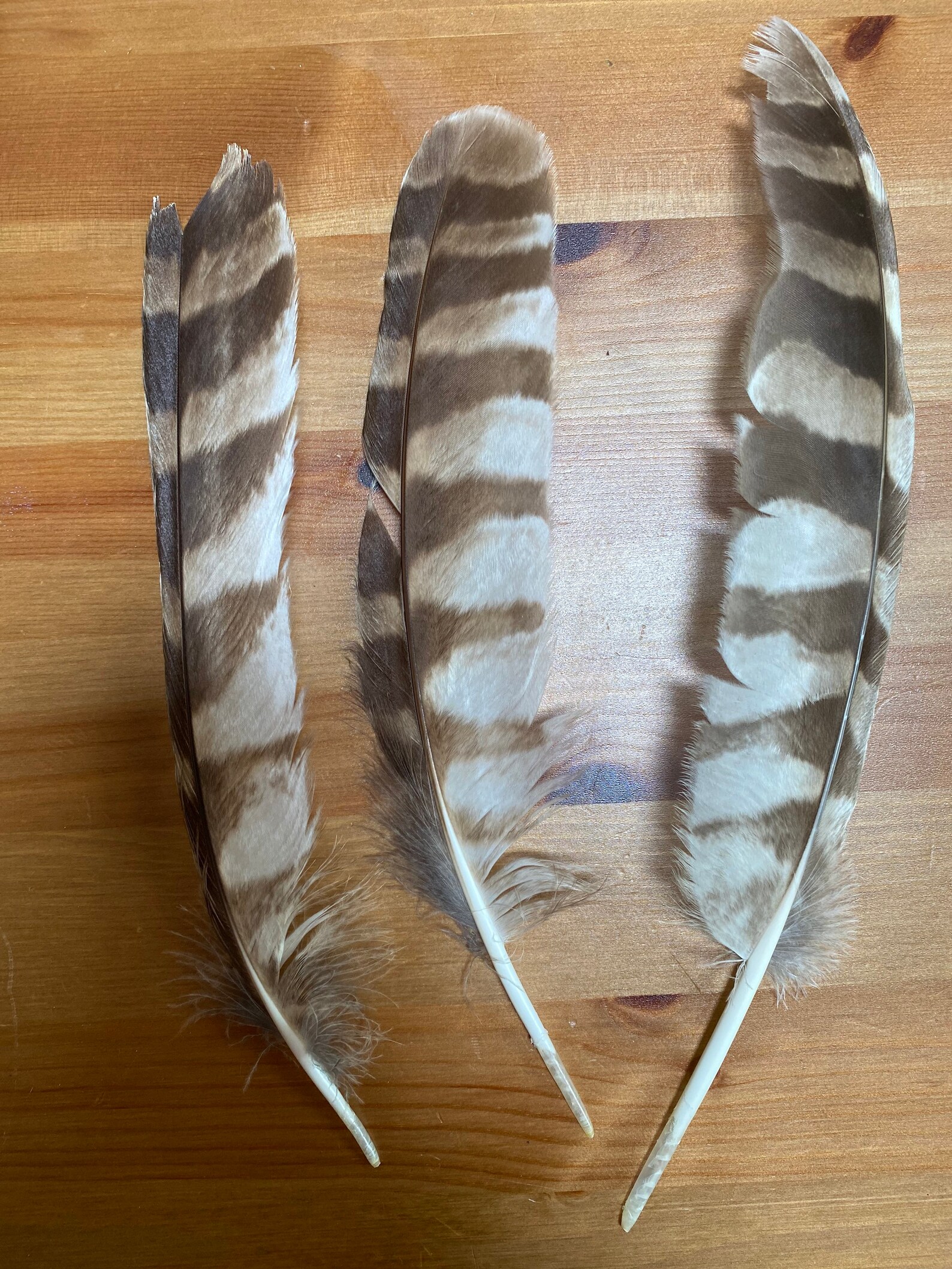 Striped feathers for crafts and collecting Etsy