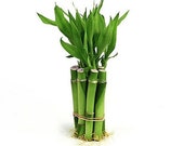 8 lucky bamboo stalks
