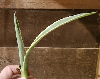 SMALL Agave americana pup (century plant).