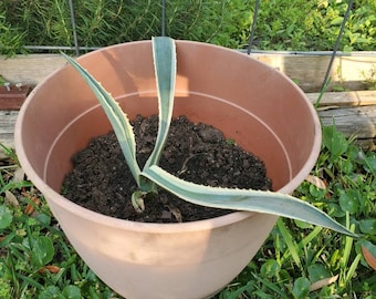 Agave americana (century plant) pup