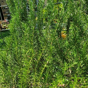Fresh Rosemary Sprigs (12 count)