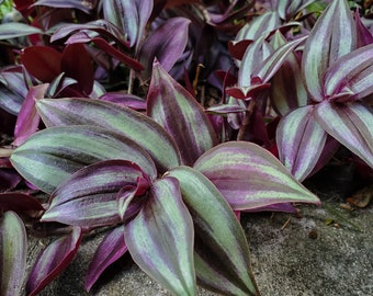 Tradescantia Zebrina - Wandering Jew- Live Plant Cutting