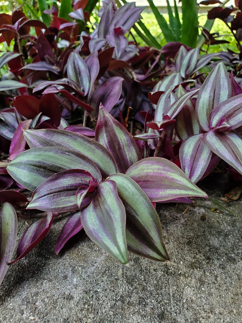 Tradescantia Zebrina Wandering Jew Live Plant Cutting image 1