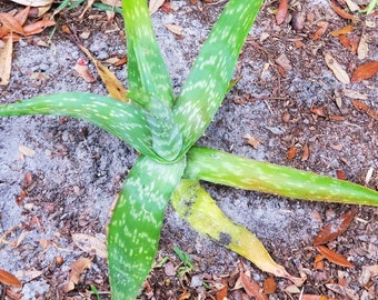 Aloe maculata (soap aloe) mature plant.