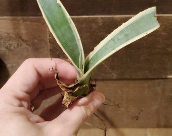 SMALL Agave americana pup (century plant).