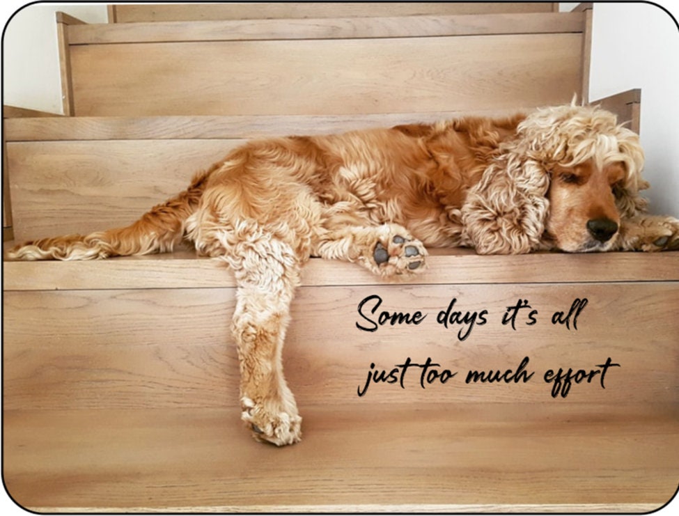 cocker spaniel gift ideas