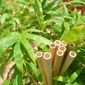 May include: A bunch of natural bamboo drinking straws, with the ends cut and ready to use, are displayed against a backdrop of green bamboo leaves.