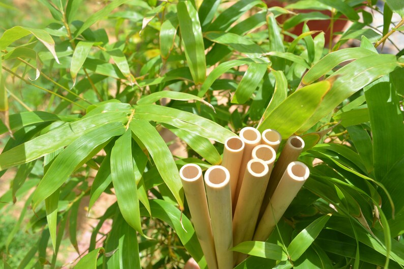 May include: A bunch of natural bamboo drinking straws, with the ends cut and ready to use, are displayed against a backdrop of green bamboo leaves.