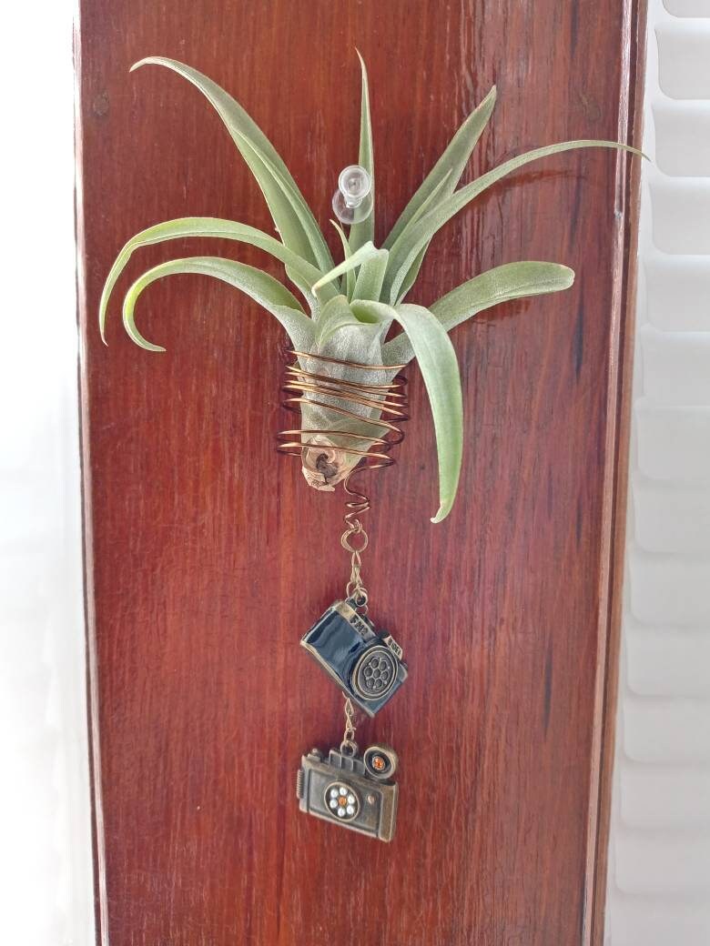 Hanging Wire Air Plant Holder Etsy