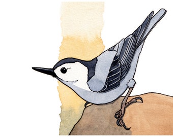 White-breasted Nuthatch Watercolor Print