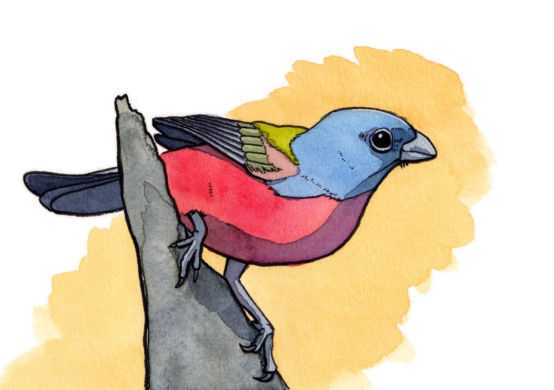 Painted Bunting Watercolor Print Etsy