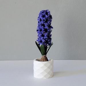 Puede incluir: Una vibrante flor de jacinto púrpura en una maceta blanca con diseño geométrico. La flor tiene múltiples capas de pétalos y hojas verdes. La maceta es pequeña, de diseño moderno, perfecta para un escritorio o alféizar.