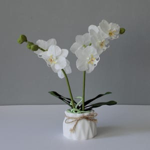 May include: White orchid plant with green leaves in a white ceramic pot with a burlap rope accent.