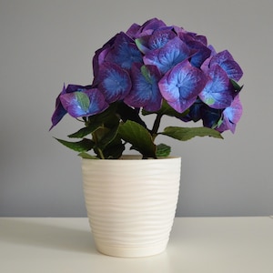 以下が含まれることがあります： 鮮やかな紫と青色の大きな花房を持つ鉢植えのアジサイ。植物は緑の葉を持ち、白くテクスチャ加工されたセラミックの鉢に入っています。鉢は灰色の背景に対して白い表面に置かれています。
