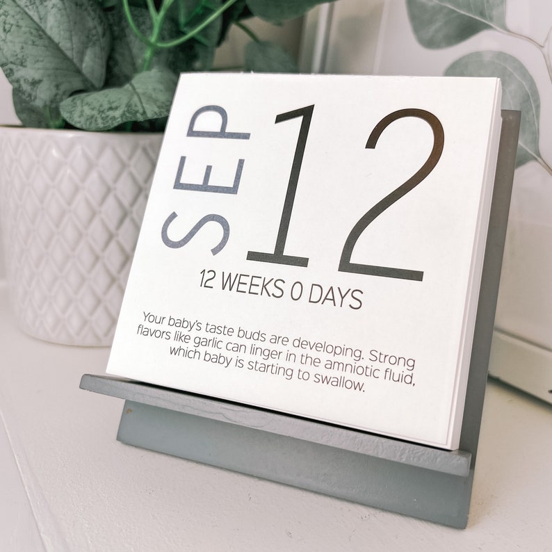 May include: A white and gray pregnancy calendar displays "SEP 12" in large font, with "12 WEEKS 0 DAYS" below. The calendar is held by a gray stand. Text below describes the baby's taste bud development.