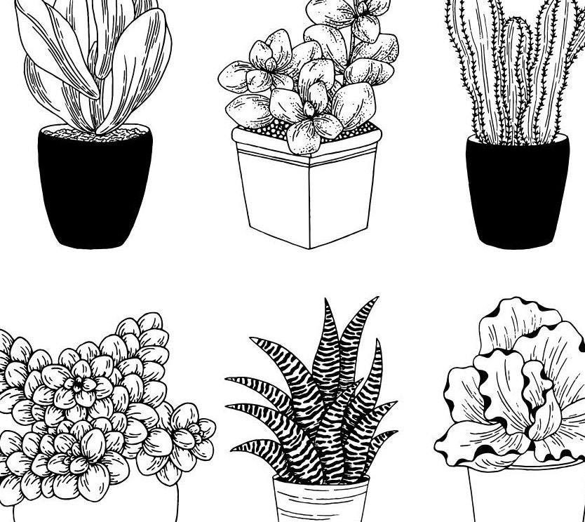 Illustrated Succulents Print Cactus Wall Art Printable Etsy Canada