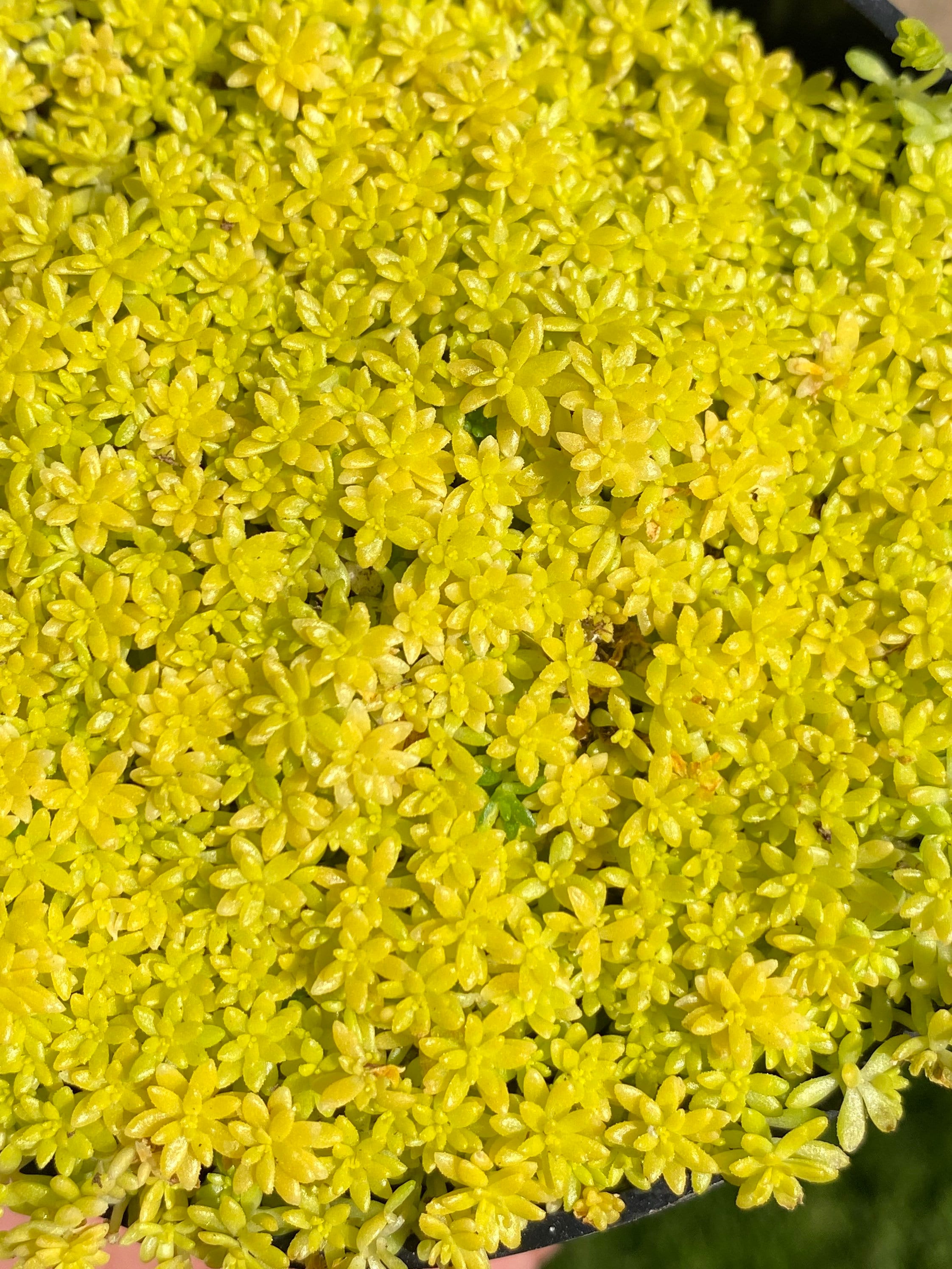 Sedum fine gold leaf /sedum/ succulent/ full. 4 Etsy