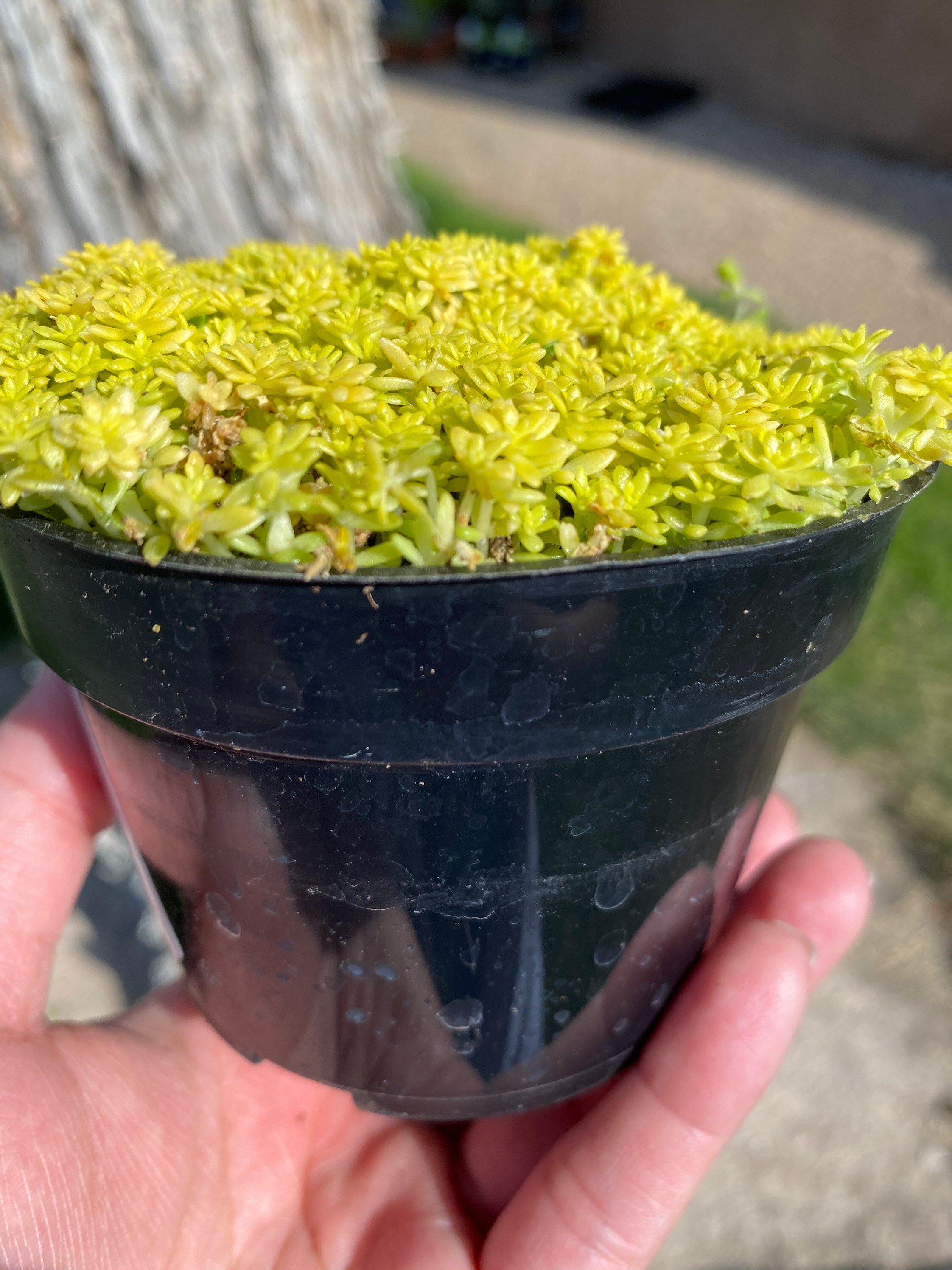 Sedum fine gold leaf /sedum/ succulent/ full. 4 Etsy