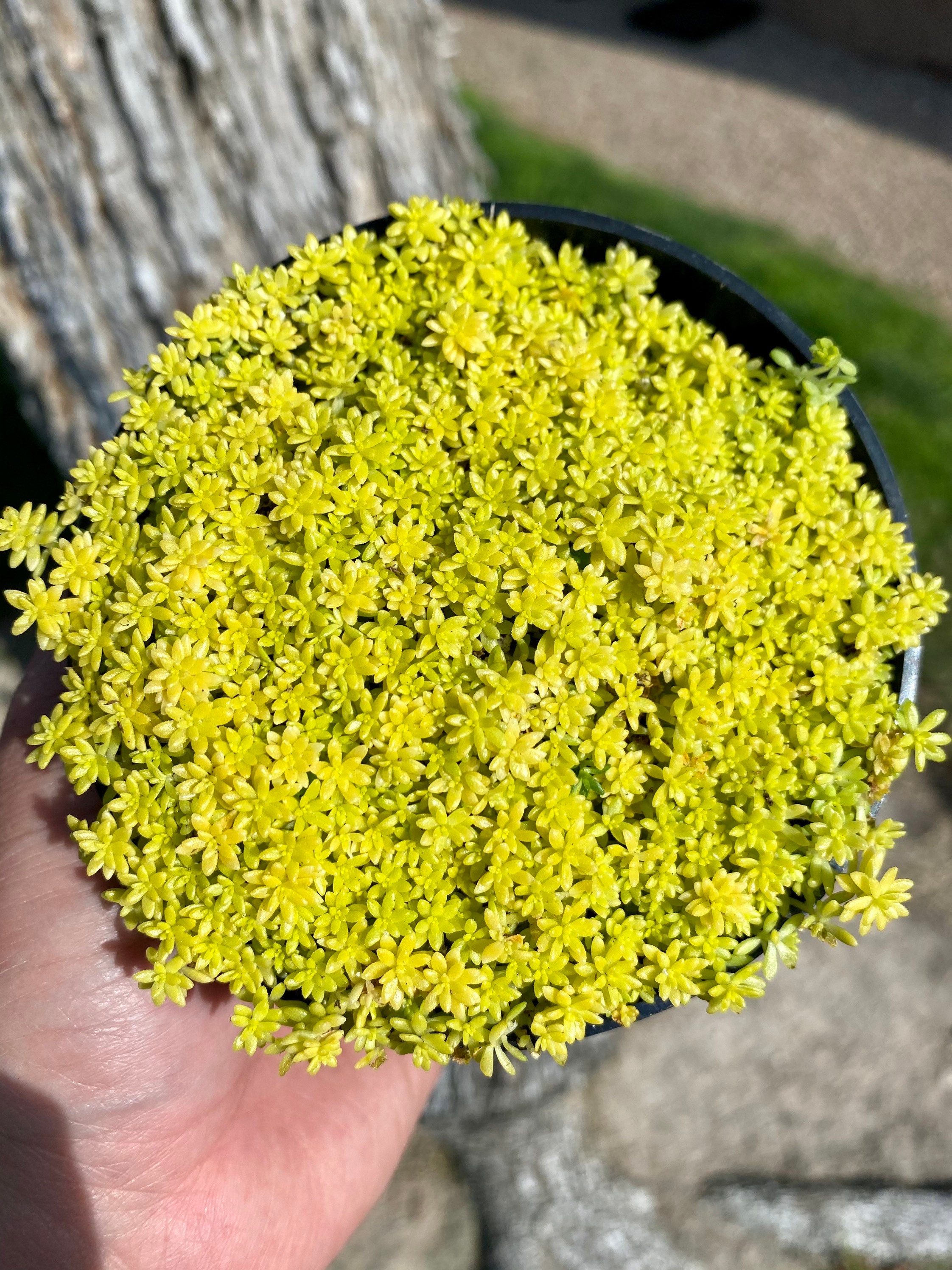 Sedum fine gold leaf /sedum/ succulent/ full. 4 Etsy