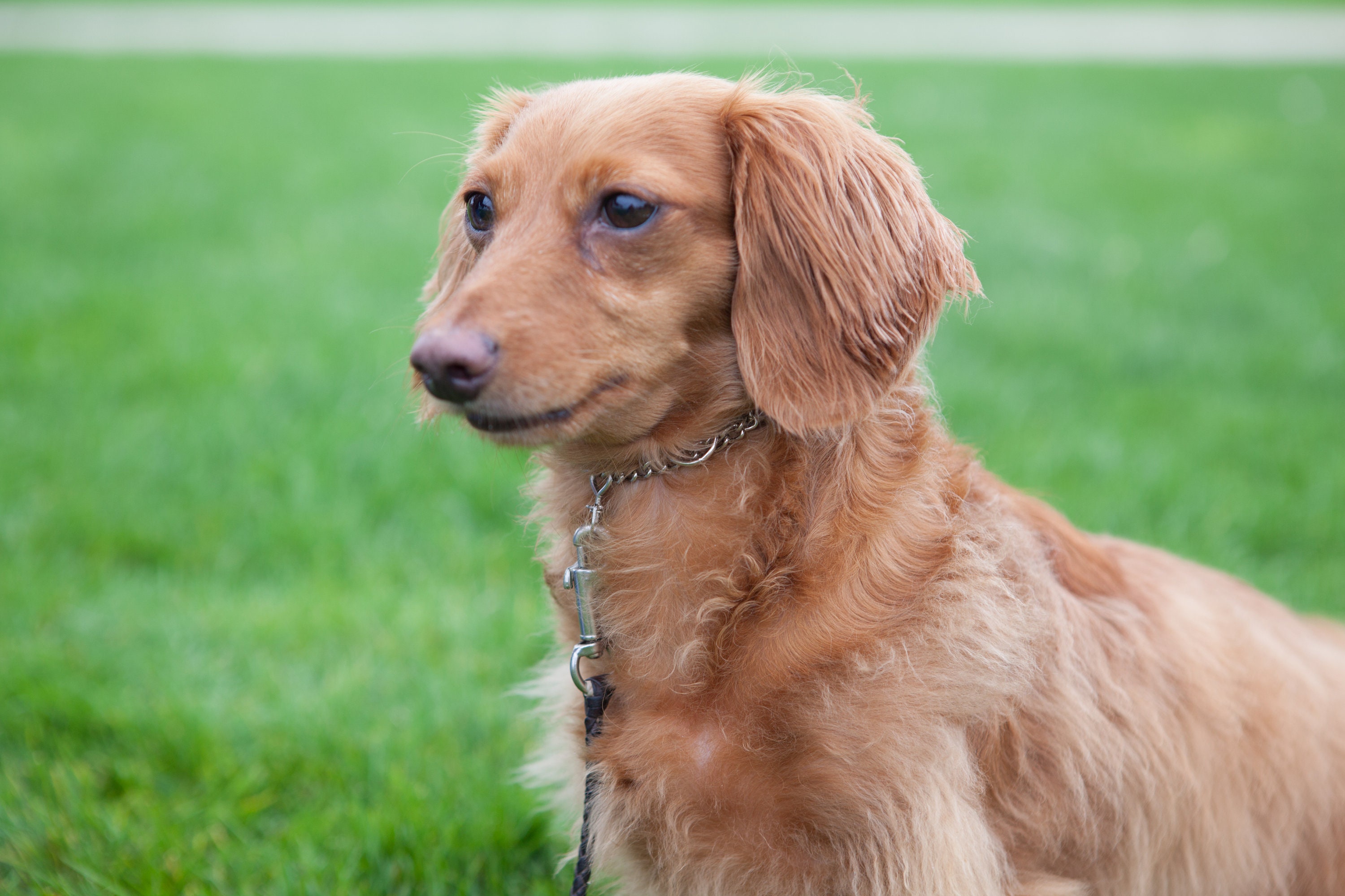 micro mini prong collar
