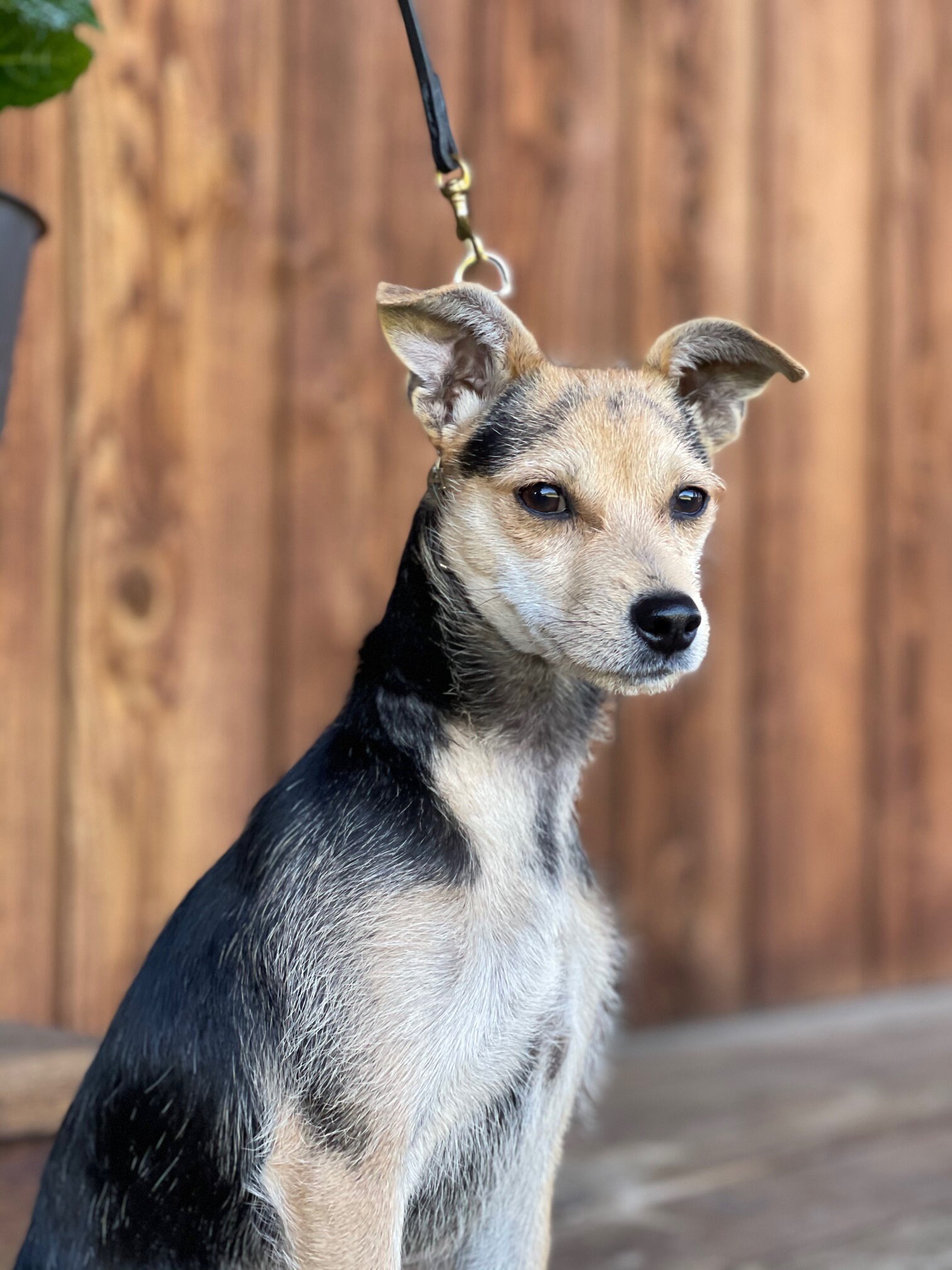 micro prong dog collar