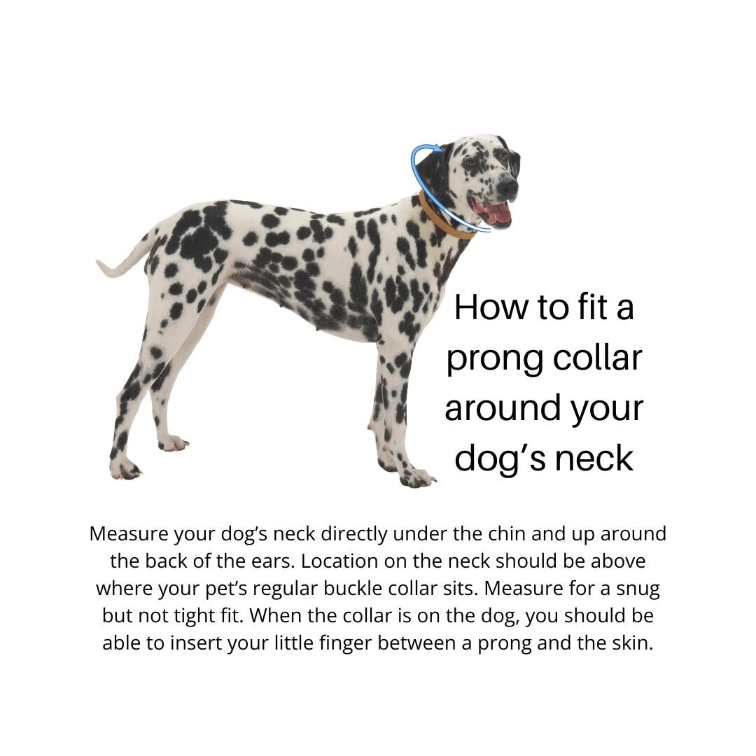 Kimberland 1.5mm Micro Prong Collar With Ring Leash Attachment duro Etsy UK