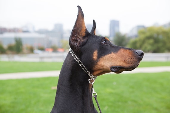 herm sprenger micro prong collar