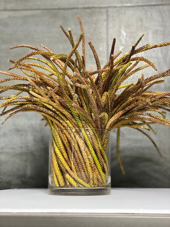 30 Pieces Norfolk Island Pine Tree Needles Etsy 30 Pieces Norfolk Island Pine Tree Needles Etsy