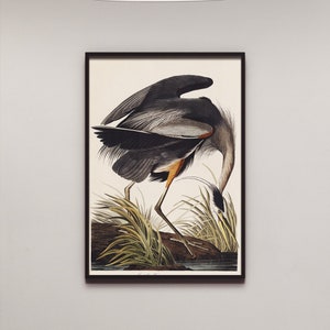 Impresión de pájaro, póster de pájaro vintage, decoración de granja, garza azul de Birds of America, James Audubon, póster de pared de animales, pintura de animales