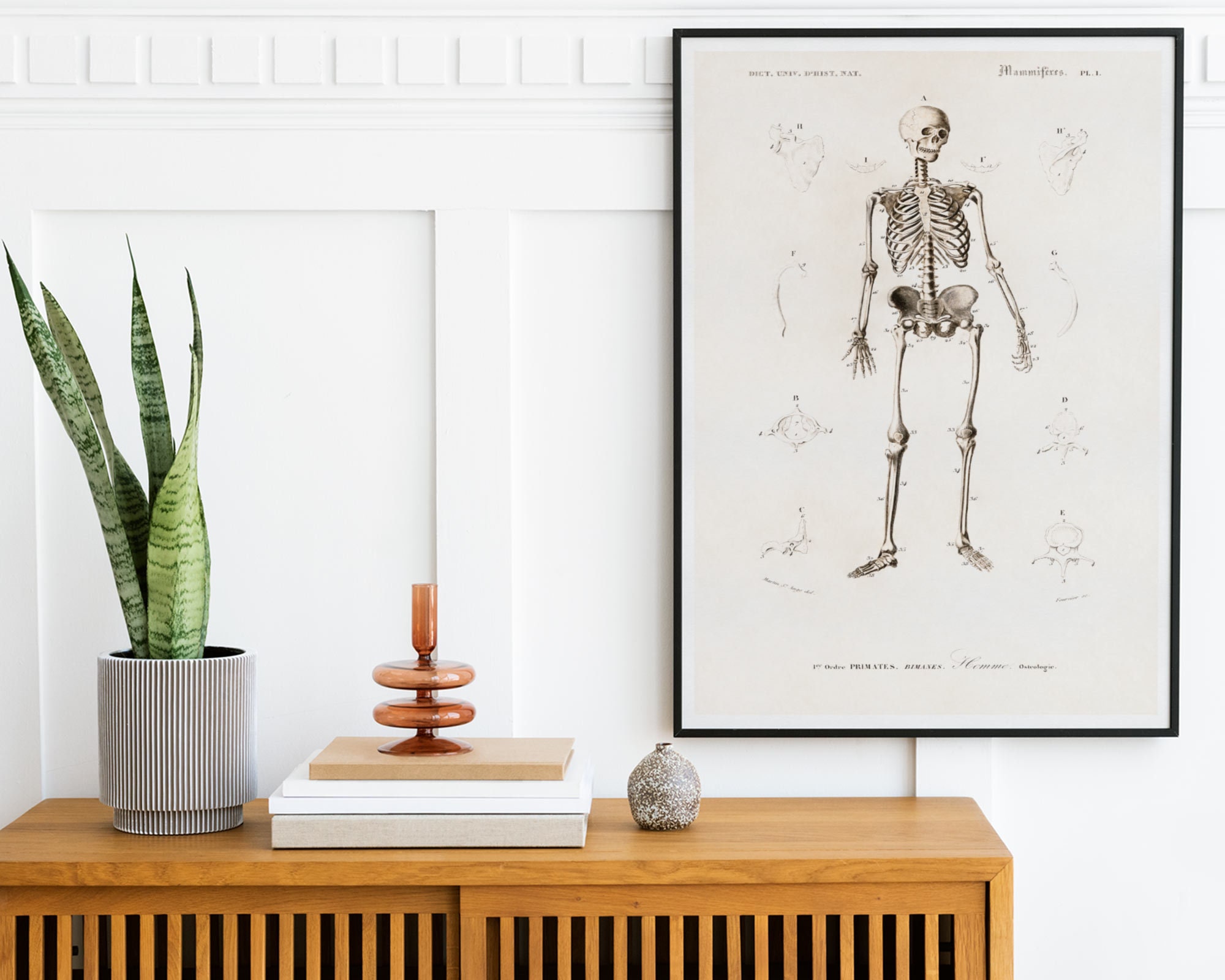 Human Anatomy Print, Antique Illustration of the Human Skeleton ...