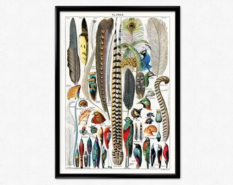 Feather Poster, Adolphe Millot Print, Plumes, Bird Feathers, Collection of Different Plume Types, Vintage, Larousse, Home Decor