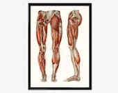 Human Anatomy Print, Antique Illustration of the Muscles of the Legs and Feet, Medical Poster Print, Human Anatomy