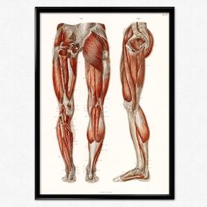 Human Anatomy Print, Antique Illustration of the Muscles of the Legs and Feet, Medical Poster Print, Human Anatomy