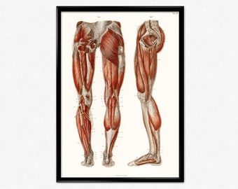 Human Anatomy Print, Antique Illustration of the Muscles of the Legs and Feet, Medical Poster Print, Human Anatomy