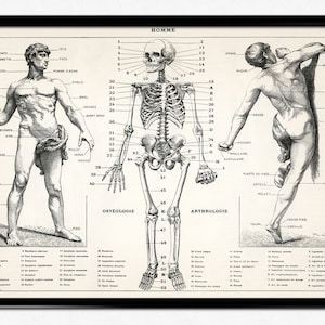 Anatomy Poster Vintage Medical Illustration of the Human Body, Medical Wall Art